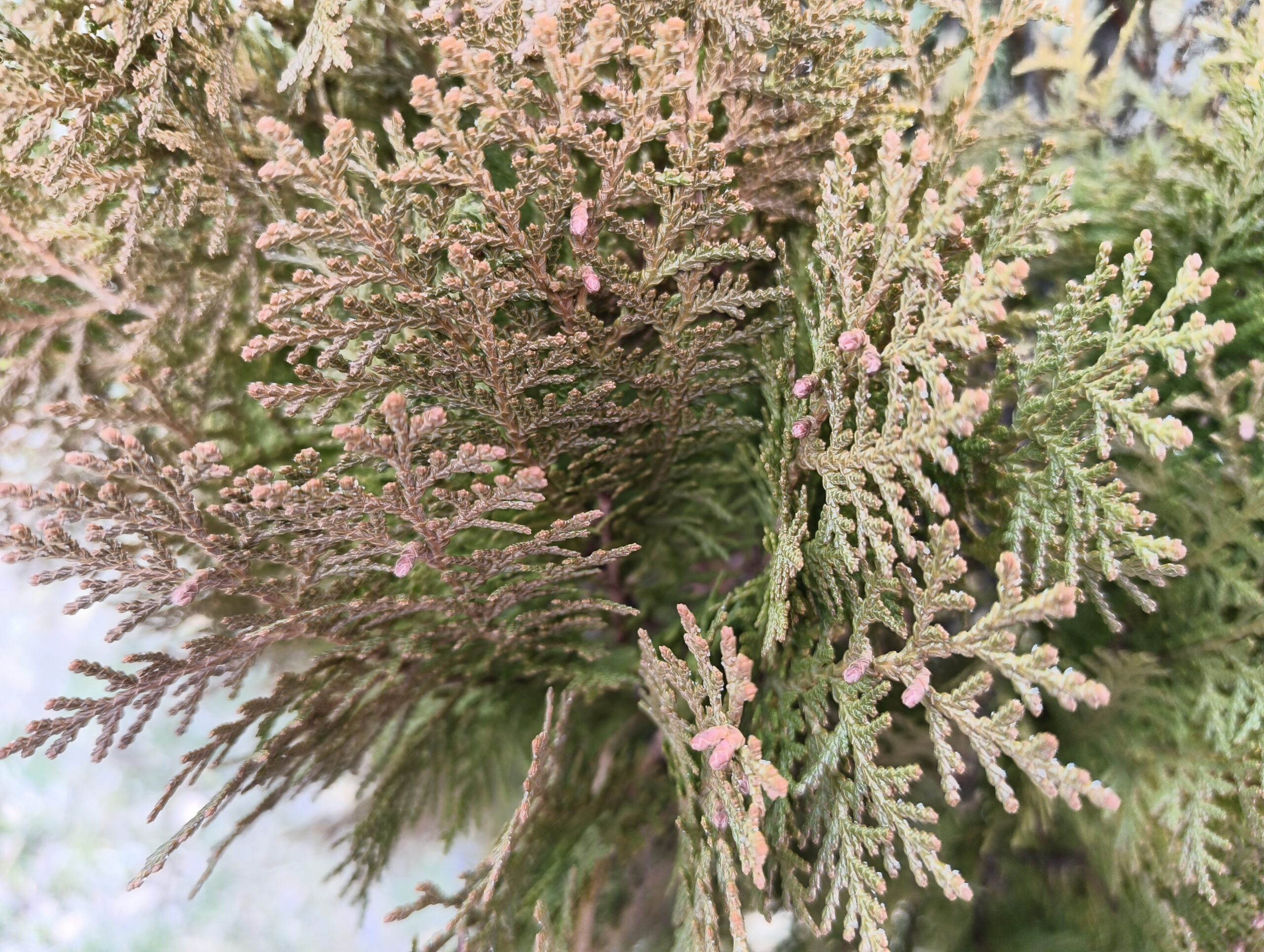 Nothing Phone (3a) lite メイン