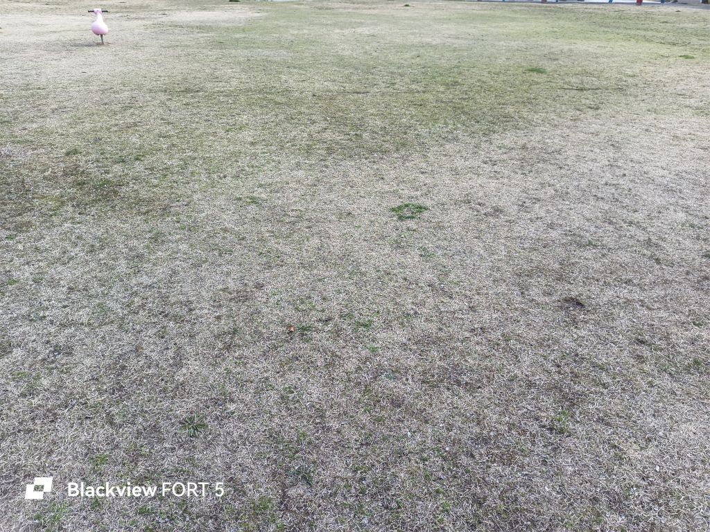 Blackview FORT 5 カメラ 色味チェック