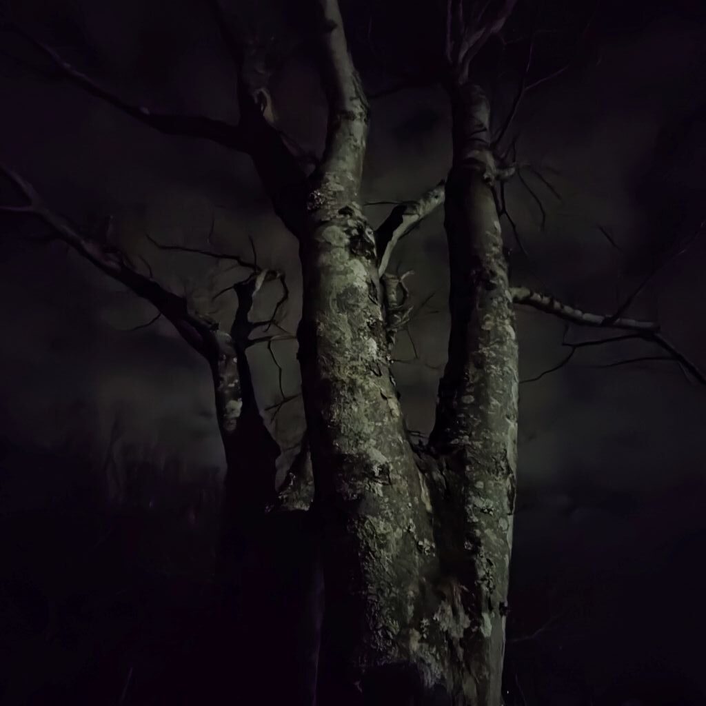 Xperia 10 VII 超広角ナイト