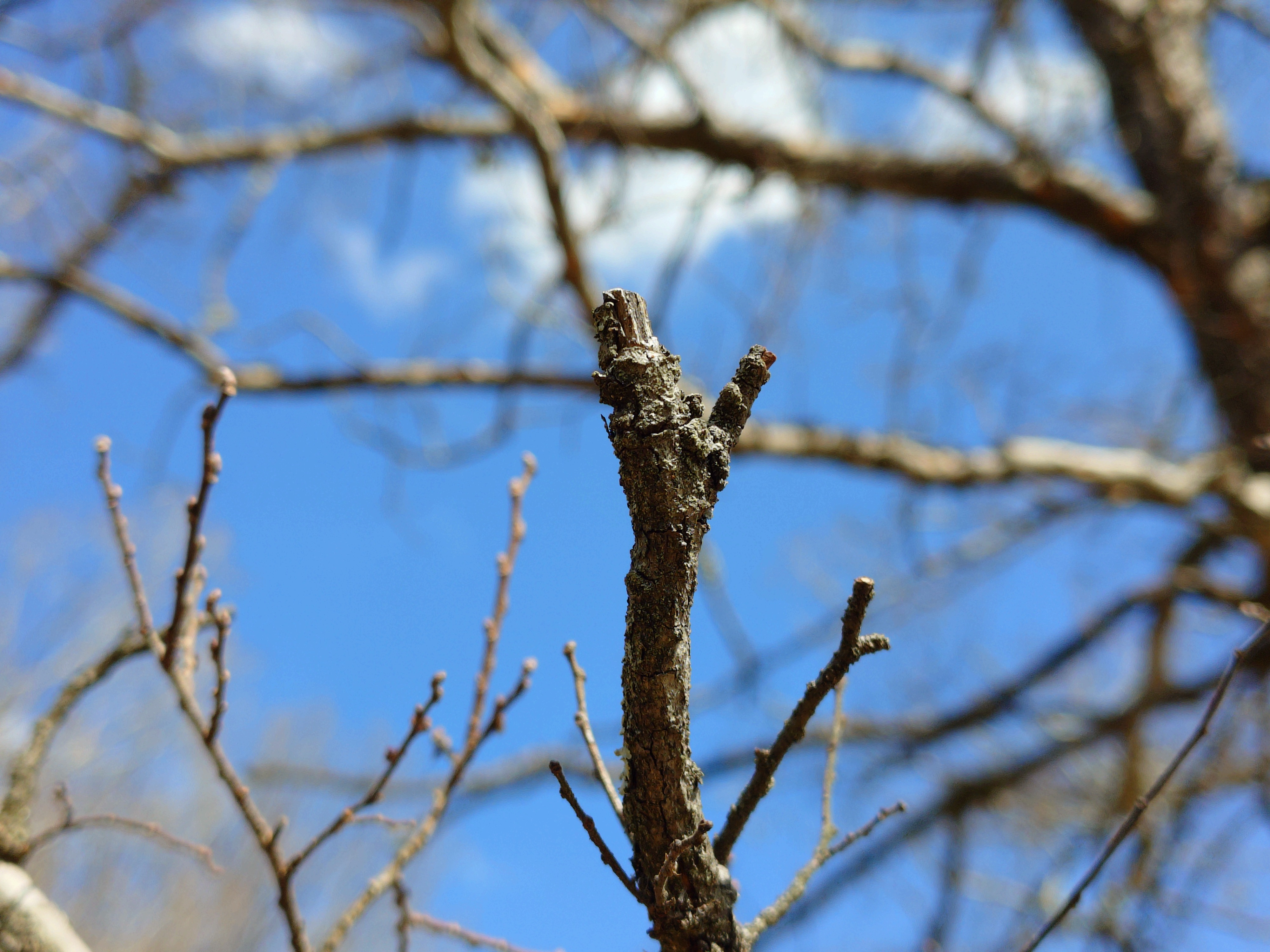 Xperia 10 VII 光学2倍ズーム 撮影