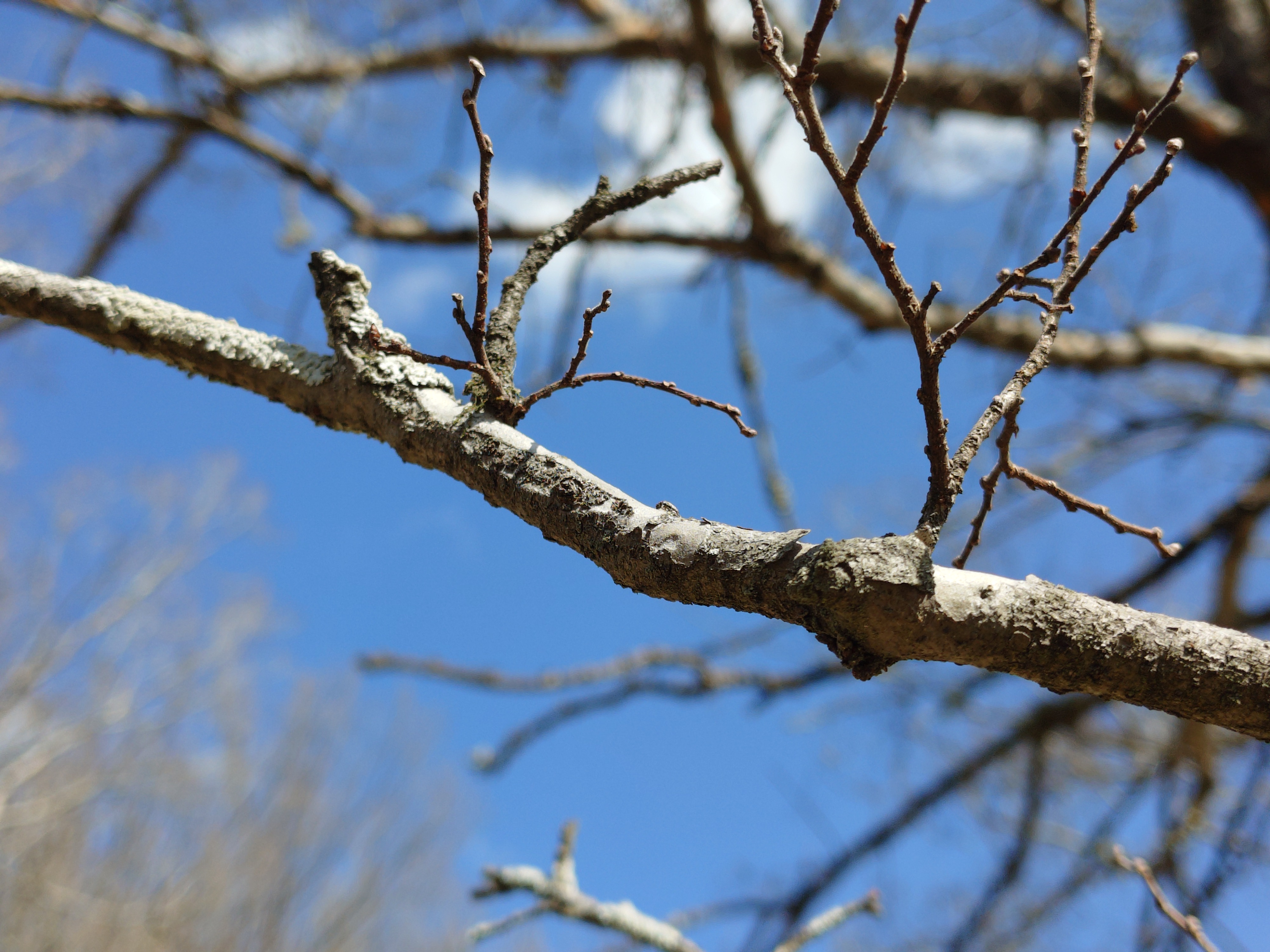 Xperia 10 VII ショット