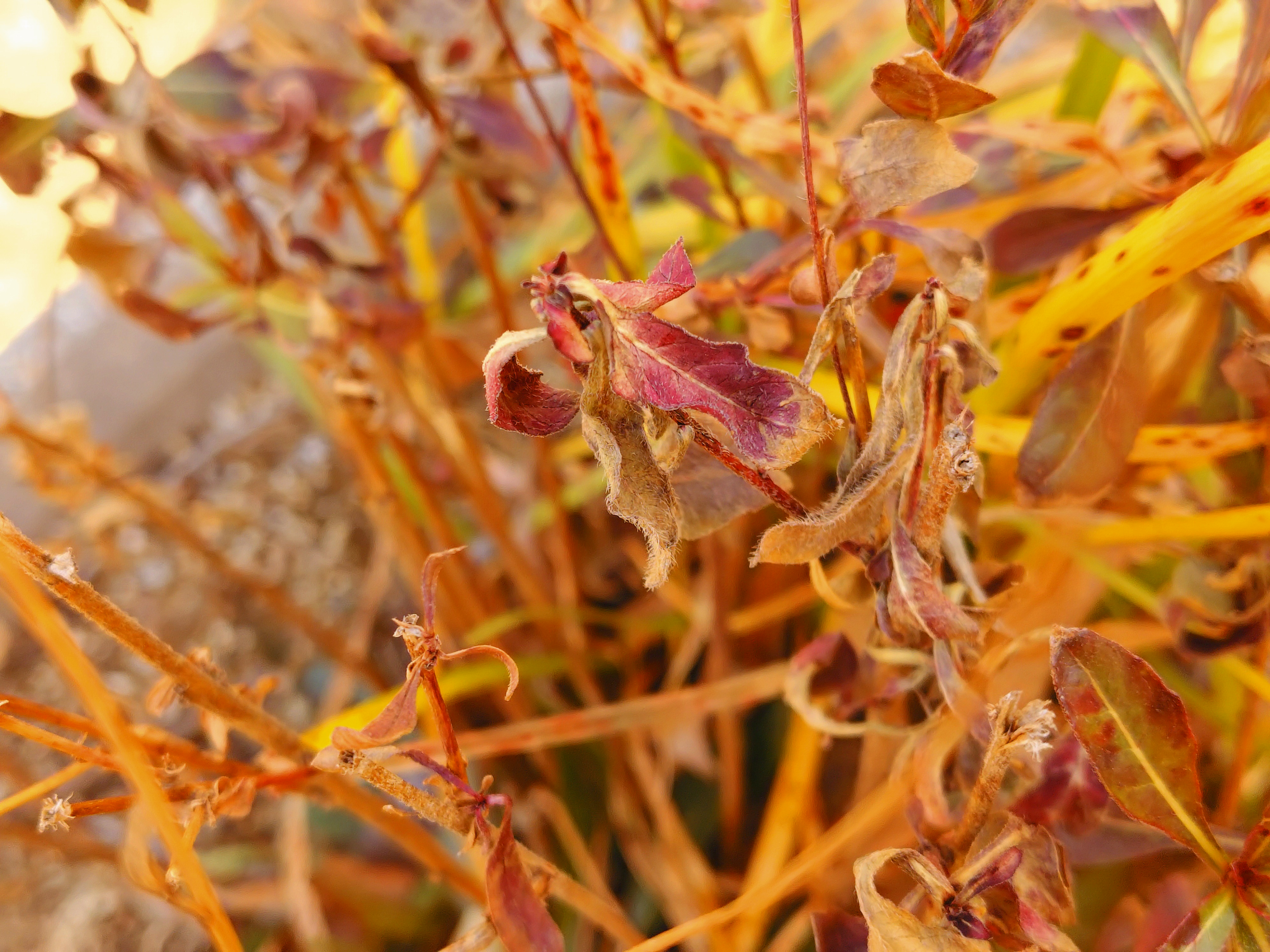 Xperia 10 VII 写真