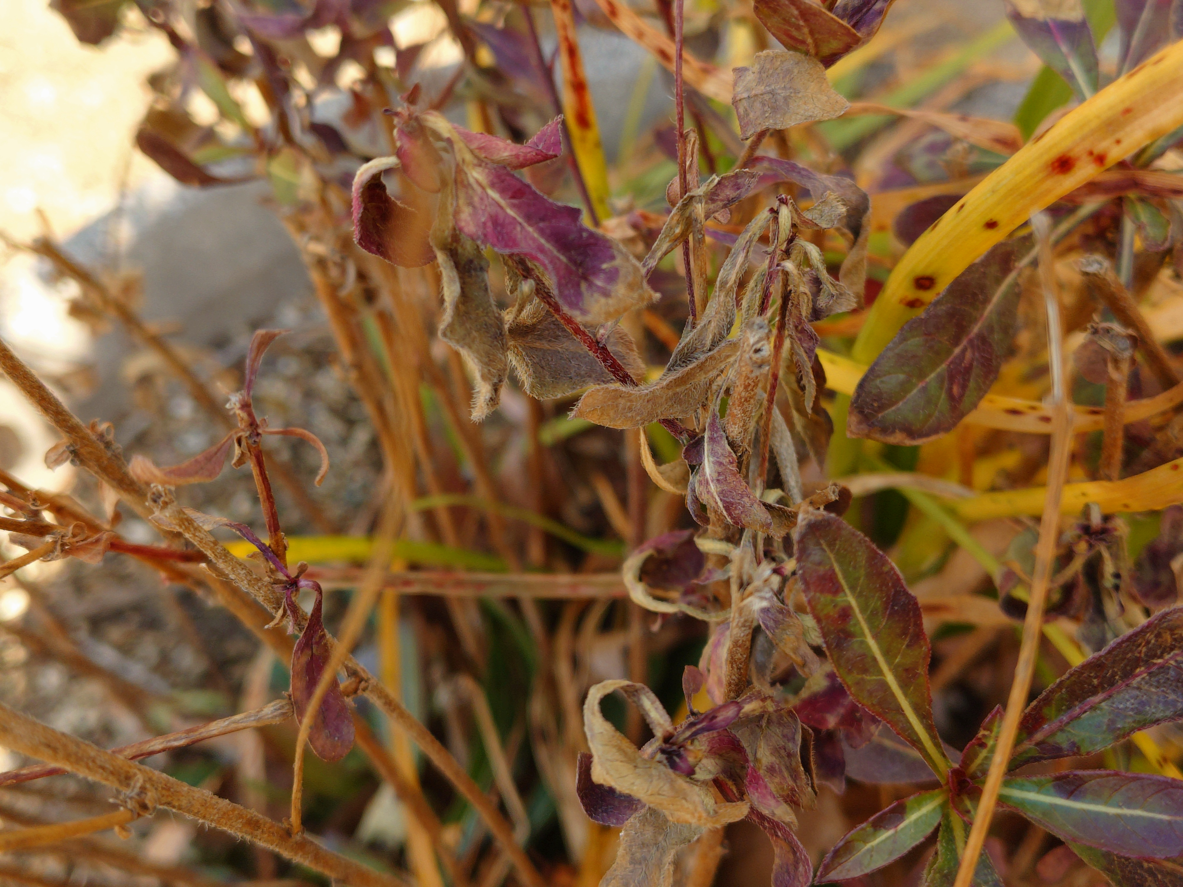 Xperia 10 VII ズーム撮影