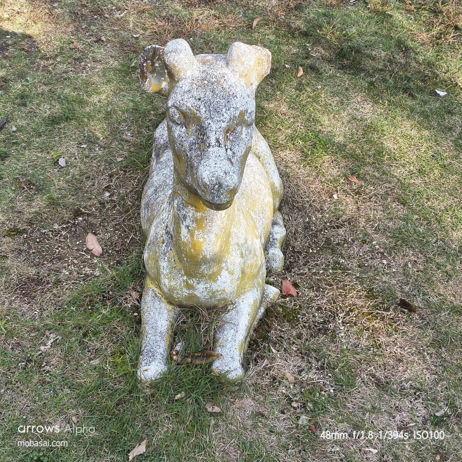 arrows Alpha ズーム撮影 2x